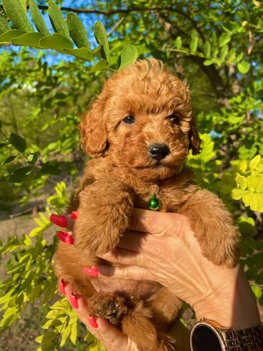 Psi: Odgajivacnica pasa "Happy Puppies" ima u ponudi muzjake patuljaste i — 1