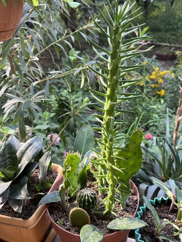 Otaq bitkiləri: Her nov guler var endirimnen verecem Gencedi istiyen yazsin satiş -da lalafo.az — 5 Otaq bitkiləri: Her nov guler var endirimnen verecem Gencedi istiyen yazsin satiş — 5