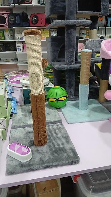 Pişiklər: Erkək, Pulsuz çatdırılma — 25