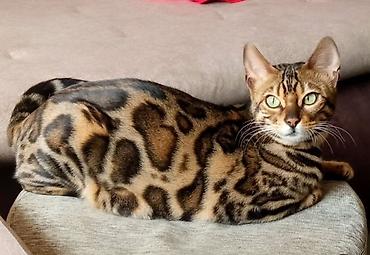 Pets & Animals: Registrovana odgajivačnica MMaestro_bengal ponosno predstavlja dva — 3