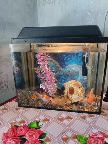 аквариум с рыбами: Продаю аквариум с золотыми рыбками цена 2500
