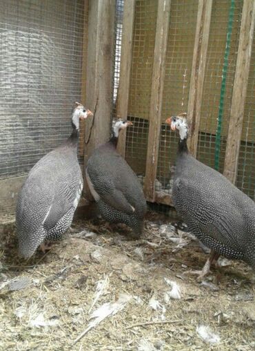 машины на продажу бишкек: Продаю | Куры, Петух