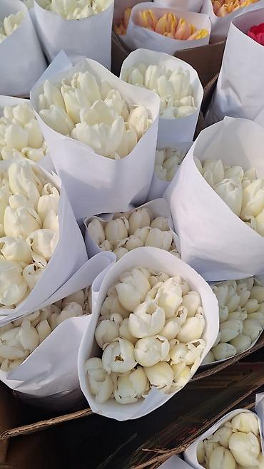 Тюльпан: Тюльпаны оптом и в розницу !!! Можно букет заказать цены самые — 4