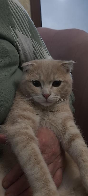 Pişiklər: Şotland — 2