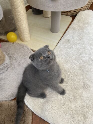 Pişiklər: Şotland, Dişi, Erkək, Ünvandan götürmə — 9