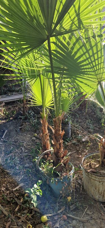Ağaclar: Vaşınqton palma ağacları satılır qiymətlər palmaya görə dəyişir 10 -da lalafo.az — 5 Ağaclar: Vaşınqton palma ağacları satılır qiymətlər palmaya görə dəyişir 10 — 5