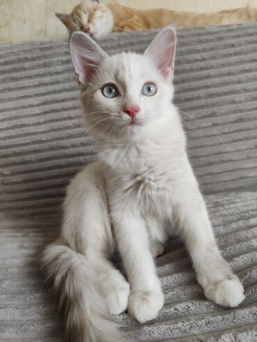 корм для кошек и котят: Ищу котенку Арсику добрые руки и любящего хозяина! Желательно в семью