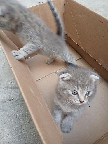 lalafo az heyvanlar: 2 dene piík balasì biri 20 manata — 8