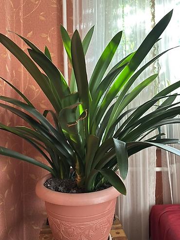 кливия: Кливия (Clivia miniata) в декоративном горшке - Крупное взрослое — 2