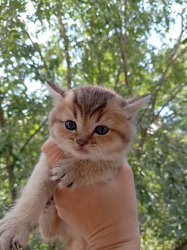 котята сибирской кошки купить: 💛 Золотые шотландские котята ищут любящие семьи 💛 Предлагаются к — 1