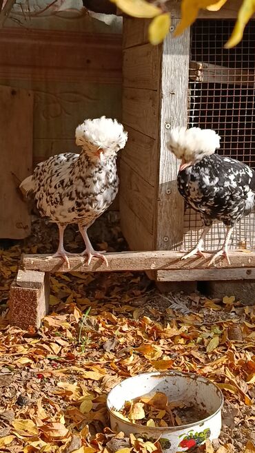 Toyuqlar: Toyuq, Yumurtalıq — 2