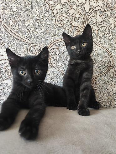корм для котят: Черные котята, 2 мальчика. Смесь котиш страйт прямоухий с таби — 1