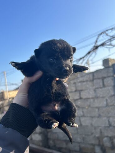 İtlər: 2 ay, Erkek, Cütləşmə üçün, Ünvandan götürmə