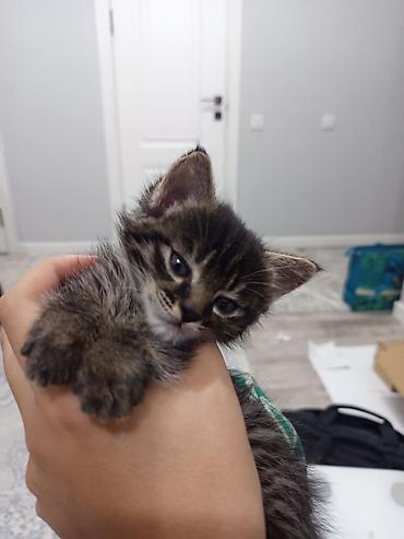 новорождённые котята: Кошка даром: Беспородная, 1 месяц, Мальчик, Приучена к лотку — 1