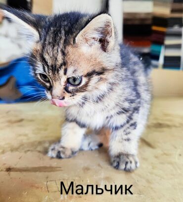 кошки породистые: Даром!!! 😺Милые,пушистые,игривые котики!🐈 Возраст-2 месяца,сами