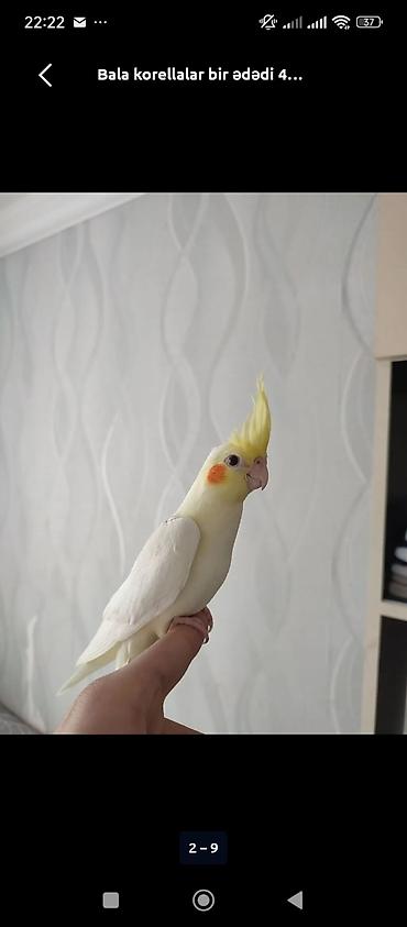 qus nomreleri: Məhsul: Korella (Cockatiel) balaları Cüt satılır kim isdese əlaqe — 2