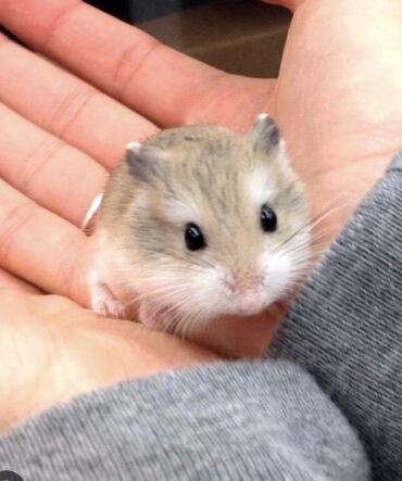 Gəmiricilər: Hamster cunqarik kiçik ölçülü, ağ, boz və qəhvəyi rənglərdə olan tüklü — 5