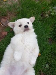 щенята в добрые руки: 1 месяц, Самка, Самовывоз