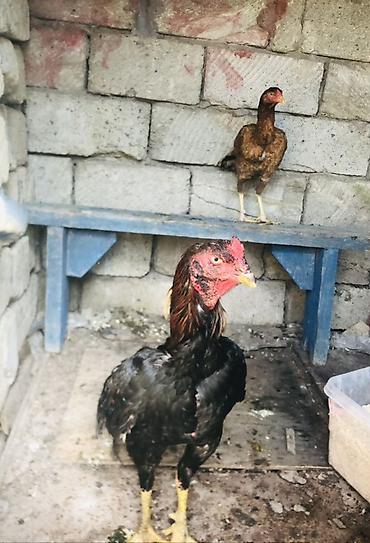 quru corek: Toyuq, Damazlıq — 1