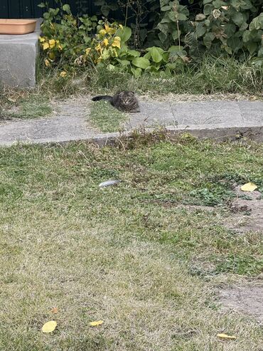 сколько стоит собака породы доберман: Скотиш Фолд (Шотландская вислоухая), 3 месяца, Мальчик, Приучена к лотку, Проглистована