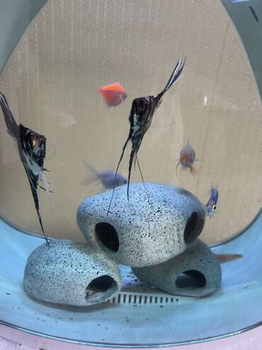 balıqlar: Akvarium baliqlarla birlikde SATILIR !!! Estetik gorunushe sahib
