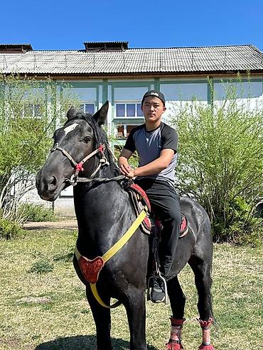 шотландская вислоухая кошка фото цена: Продаю | Конь (самец) | Рабочий | Племенные — 3