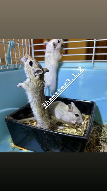 Хомяки: Ручные песчанки монгольские. Красивые окрасы, есть девочки и мальчики — 6