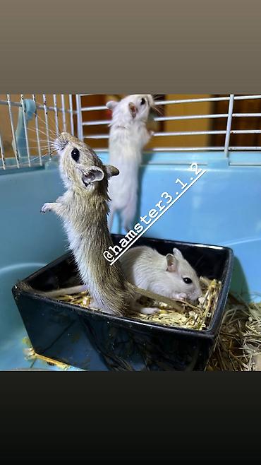 Хомяки: Продаются РУЧНЫЕ песчанки. От них НЕТ ЗАПАХА, как от хомячков и крыс — 4
