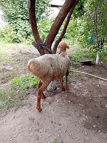 Баран, овца: Продаю | Баран (самец) — 9