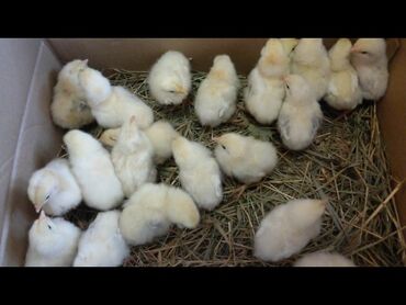 адлер серебристый цена: Продам цыплят серебристый Адлер на 1 апреля цыплята чистокровные яйца