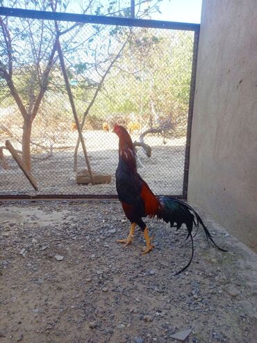 собаки в добрые руки бесплатно: Heyrati xoruz tam sağlamdir.Saray qesebesindedir