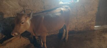 yerli cins inekler: Qiymətdə razılaşma olacağ 0707984043