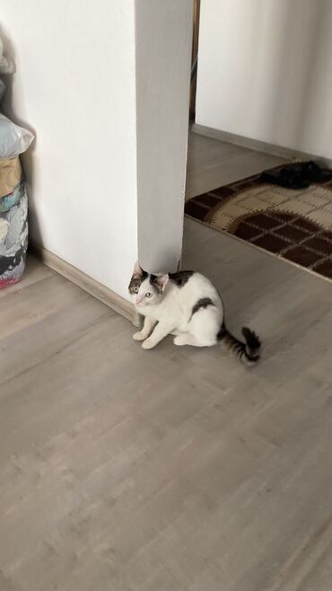 балинезийская кошка: Бесплатно 🆘 Отдаем кошку в добрые руки 🙏🏻 Очень спокойный,ласковый