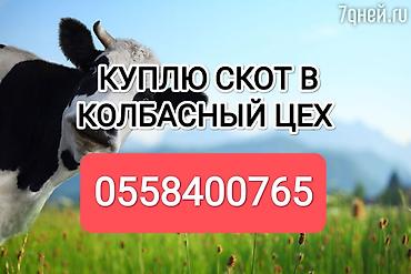 продам кента: Колбасный цех : Коровы, быки, Лошади, кони, | Круглосуточно, Любое состояние, Забитый — 1