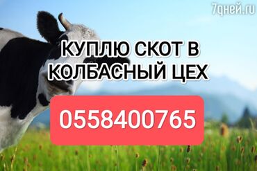 уй животный: Куплю | Коровы, быки, Лошади, кони | Круглосуточно, Любое состояние, Забитый