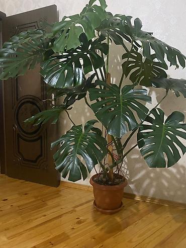 монстера: Böyük ölçülü Monstera deliciosa (Swiss cheese plant) – dekorativ — 1