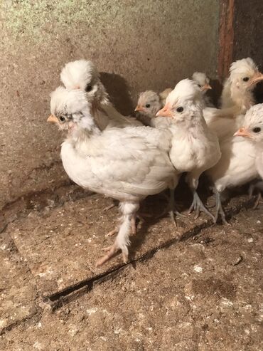 serebris cücə: Toyuq, Damazlıq, Ünvandan götürmə, Ödənişli çatdırılma, Rayonlara çatdırılma