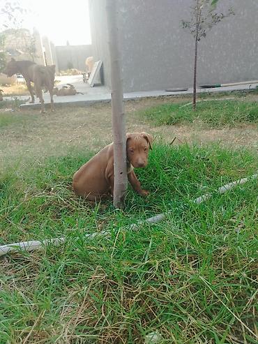 İtlər: Pitbul, 2 ay, Erkek -da lalafo.az — 2 İtlər: Pitbul, 2 ay, Erkek — 2