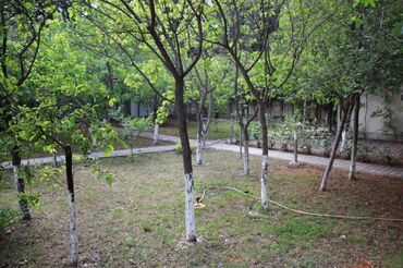 Bağ evlərinin satışı: Novxanıda əsas yoldan təxminən 60 metr məsafədə 17 sot torpaq — 3