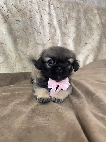 pekines dişi: Pekines — 2