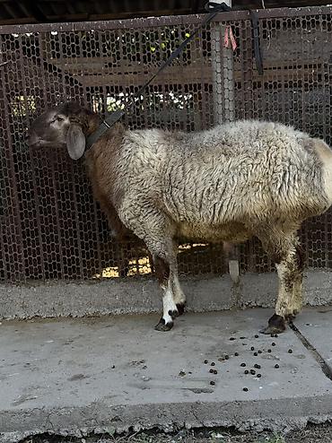Баран, овца: Продаю | Баран (самец) at lalafo.kg — 16 Баран, овца: Продаю | Баран (самец) — 16