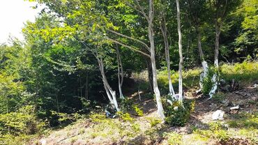 Torpaq sahələrinin satışı: 65 sot, Kənd təsərrüfatı, Mülkiyyətçi, Kupça (Çıxarış), Bələdiyyə — 4