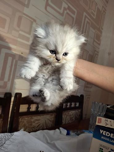 Pişiklər: Fars, Dişi, Ünvandan götürmə — 5