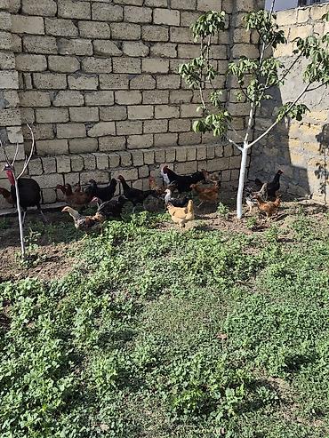 çolpalar: Ümumi 30 dənə heyvandı.İçində yumurtayan cavan fərələr var.qalanı — 4