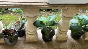 Xalçalar: Xalça -da lalafo.az — 55 Xalçalar: Xalça — 55