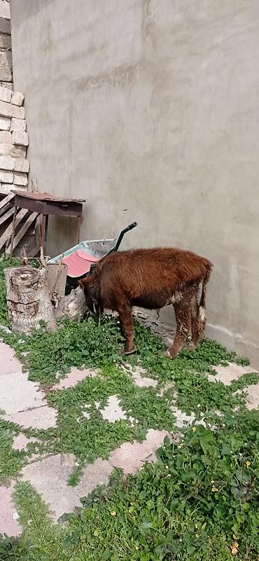 Dana, buzov: Satılır: balaca dana - Cins: qarışıq (qəhvəyi bədən, ağ-al rəngli — 6