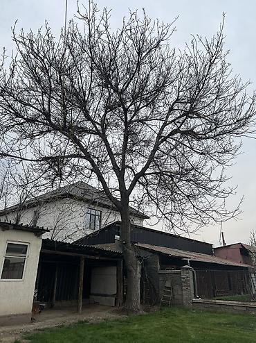 китайский леса: Отунга, мебелге жангак бак, 35 жылдык — 1