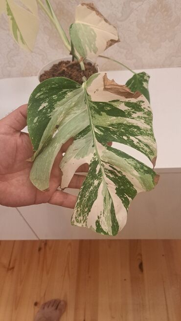 həmişə yaşıl bitkilər: Monstera yasil 15 man
monstera varigata ( ag) 30 man