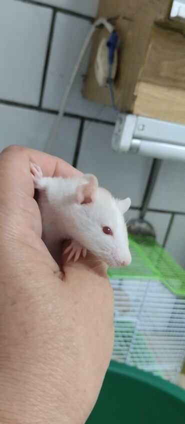 ультразвук для крыс: Крысята маленькие продаются.
Ручные декоративные
Очень милые