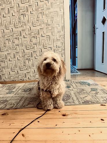 İtlər: Erkek, Ünvandan götürmə — 3